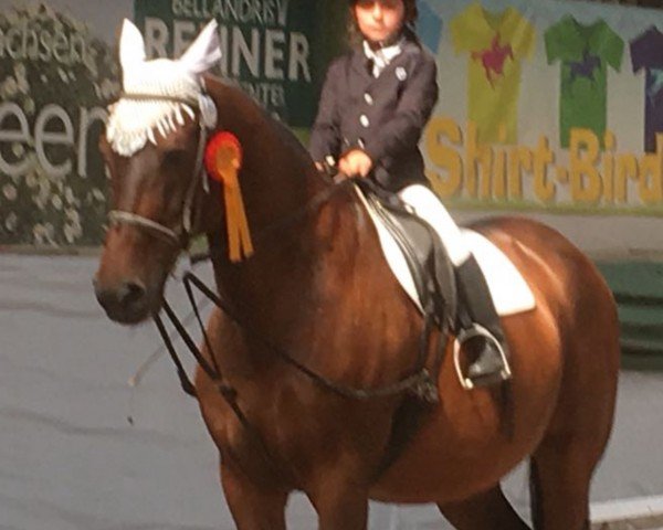 jumper Adonis 274 (Zangersheide riding horse, 1999, from Ahorn Z)