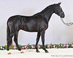 stallion Solomeo (Hanoverian, 2021, from So Unique)