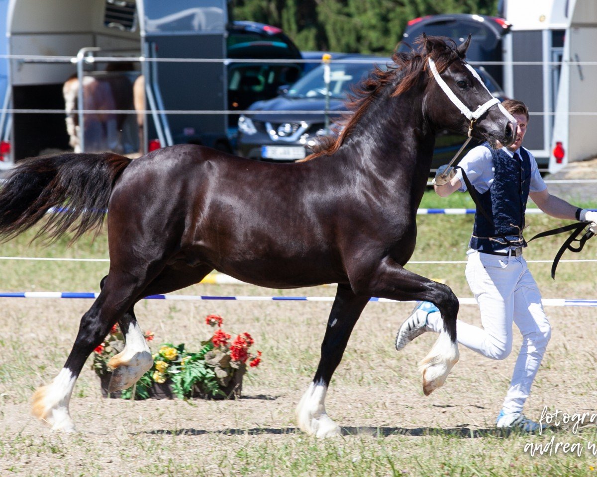 stallion Meisterhofs D'Artagnan (Welsh-Cob (Sek. D), 2018, from Glantraeth The Dominator)