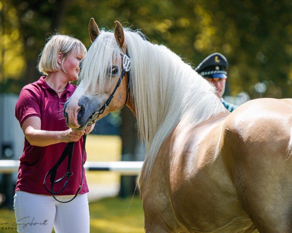 Zuchtstute Lilli Marlen (Edelbluthaflinger, 2016, von Novellino (16,80% ox))