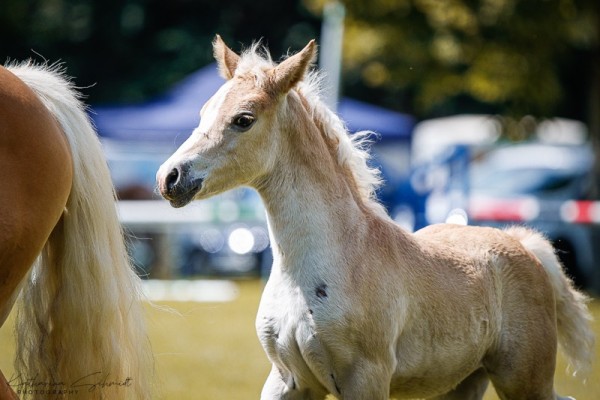 horse Stute von München 2010 / Novellino (7.520 % ox) (Edelbluthaflinger, 2024, from München 2010 (5,47% ox))