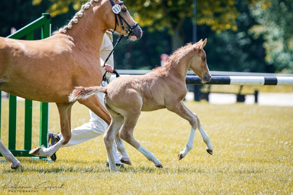 horse Stute von FS Day By Day / FS Mr.Right (German Riding Pony, 2024, from FS Day By Day)