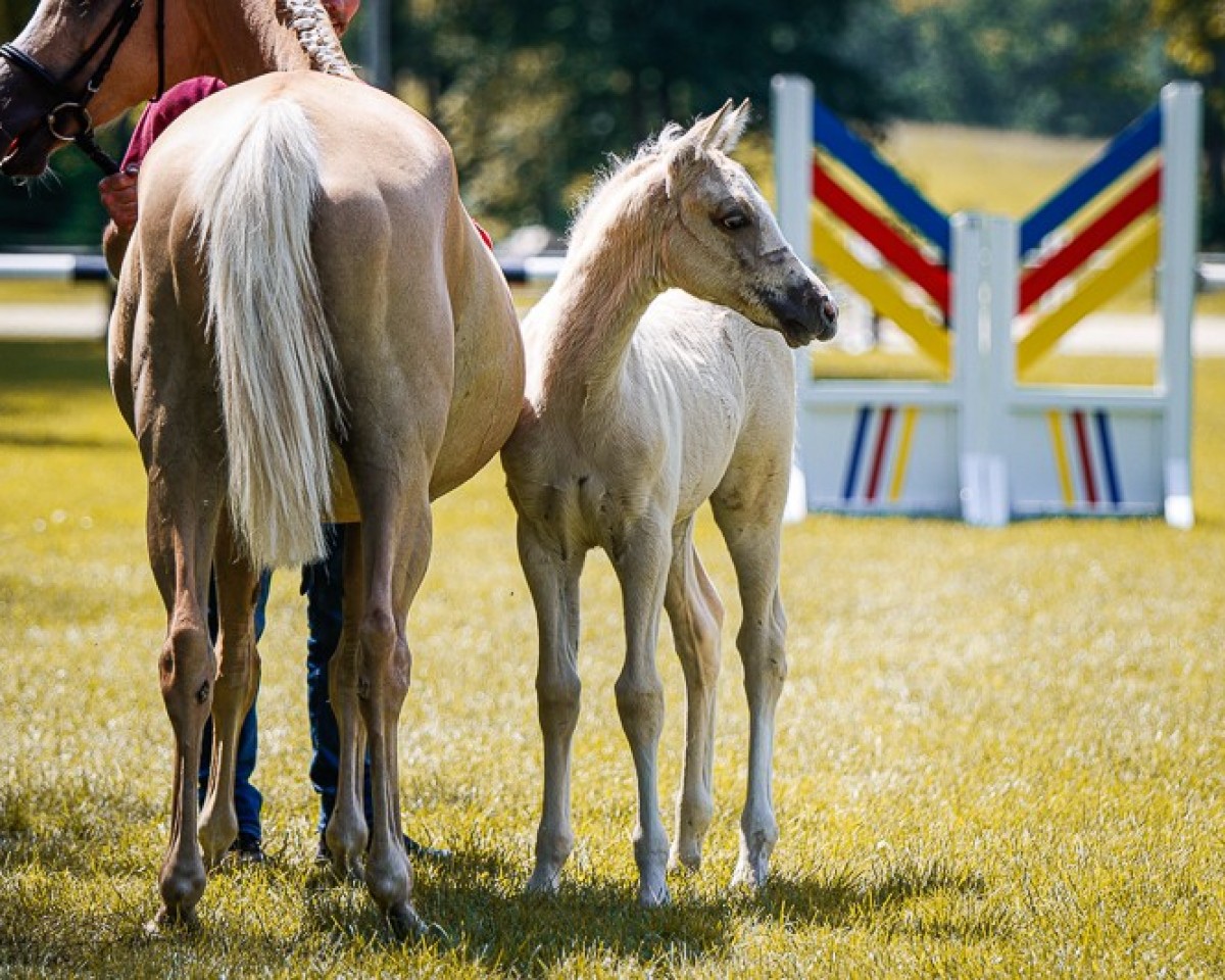 Pferd Stute von Der kleine Leonardo P / Sir Charles (Deutsches Reitpony, 2024, von Der Kleine Leonardo)