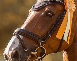 jumper Remember Pepper (German Warmblood, 2011, from Sergeant Pepper I)
