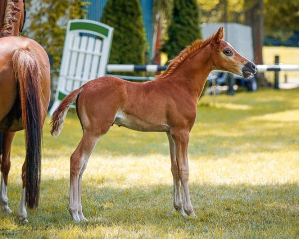 Pferd Hengst von Grando / Walou (Deutsches Reitpony, 2024, von Grando)