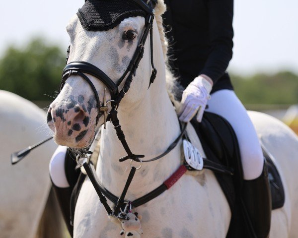dressage horse Caruso 379 (unknown, 2005)