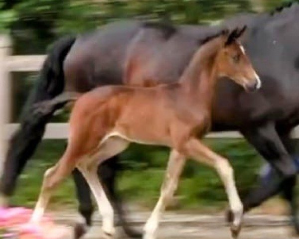 horse Hengst von Escaneno / Riverside (Hanoverian, 2024, from Escaneno)