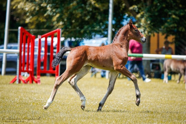 horse Stute von Valenzio / Ellington (Sachs-door. Heavy Warmbl., 2024, from Valenzio)
