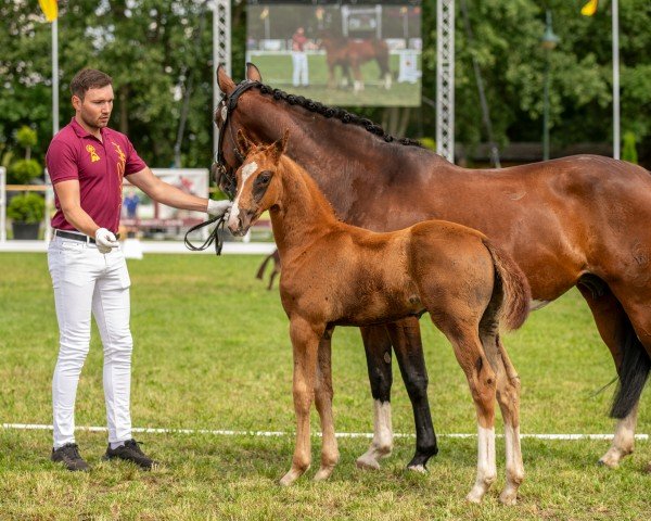 Deckhengst Vamos Amigos (Deutsches Sportpferd, 2024, von DSP VA Bene)