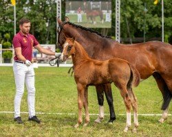 stallion Vamos Amigos (German Sport Horse, 2024, from DSP VA Bene)