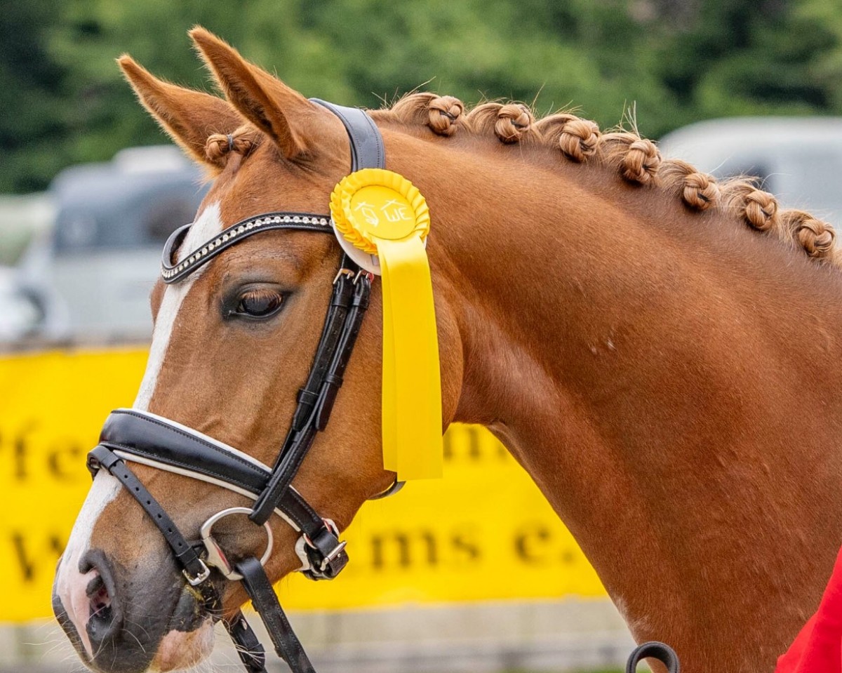broodmare SMILLA Mobility WE (German Riding Pony, 2020, from The Braes My Mobility)