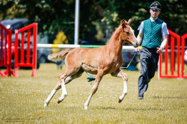 Pferd Stute von Grando / Heidehof's Mexico (Deutsches Reitpony, 2024, von Grando)