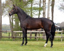 stallion Nephew (KWPN (Royal Dutch Sporthorse), 2018, from Daily Diamond)