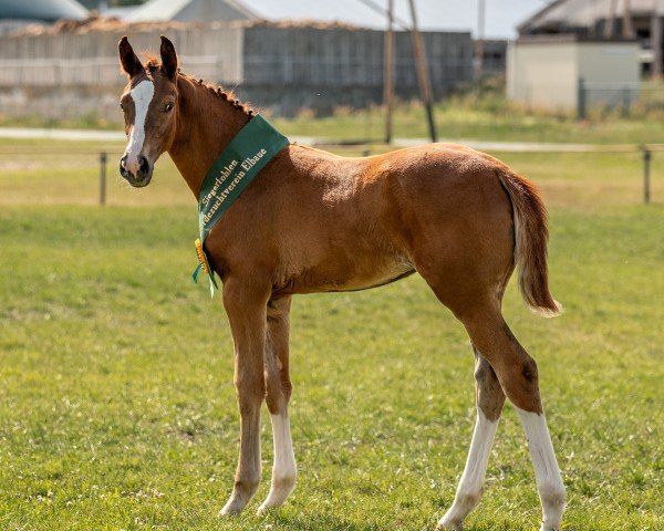 Pferd Viva la Voom (Deutsches Sportpferd, 2024, von Vidar)