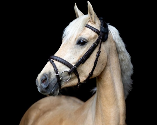 Zuchtstute Socratia Royal (Deutsches Reitpony, 2020, von Jonker's Socrates)