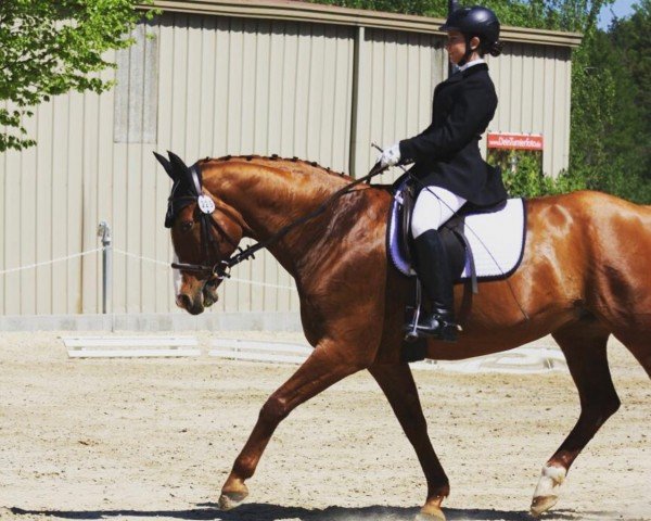 dressage horse Alga 7 (Czech Warmblood, 1997, from Gottward) dressage horse Alga 7 (Czech Warmblood, 1997, from Gottward)