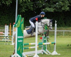 jumper Cloigen Flashjack (Welsh-Pony (Section B), 2013, from Blaenpentre Red Fox)