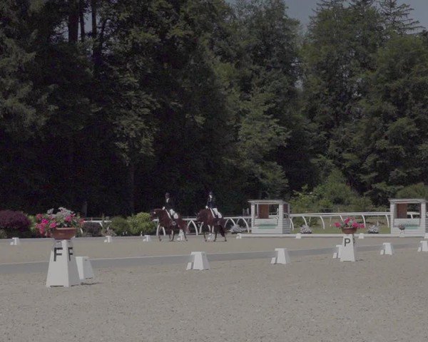 Reitturnier Grüningen 2024
