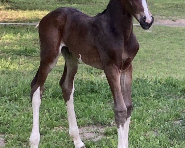 horse Cardea S (Mecklenburg, 2024, from Cashmere)