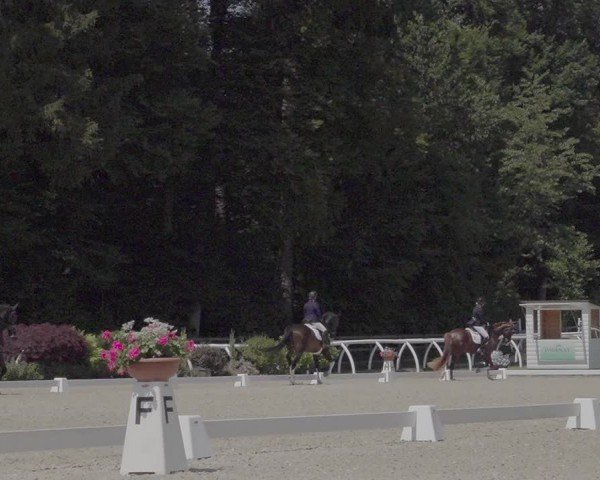 Reitturnier Grüningen 2024