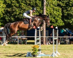 jumper Mindira (KWPN (Royal Dutch Sporthorse), 2017, from Vagabond de la Pomme)