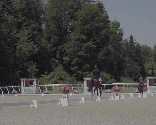 Reitturnier Grüningen 2024
