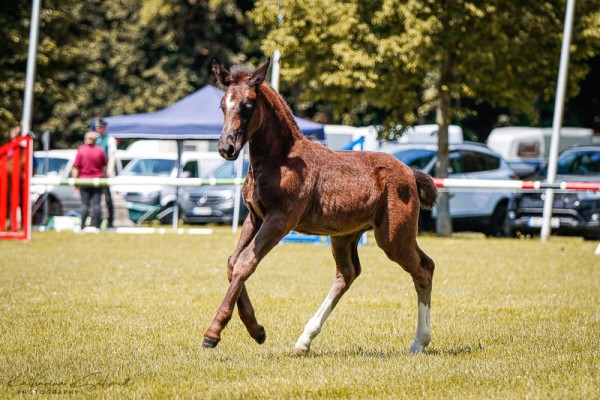 horse Stute von Cäsar / Urfürst (Sachs-door. Heavy Warmbl., 2024, from Cäsar)