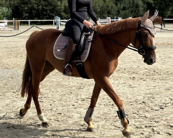 horse Elsa (unknown, 2014)