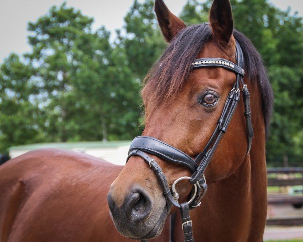 horse Heatherdale (KWPN (Royal Dutch Sporthorse), 2012, from Lord Leatherdale)