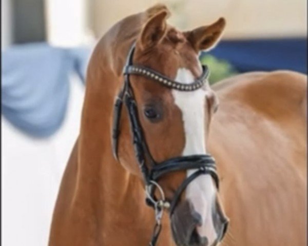dressage horse Bajazzo 230 (Danish Pony, 2019, from Boogie Dancer)