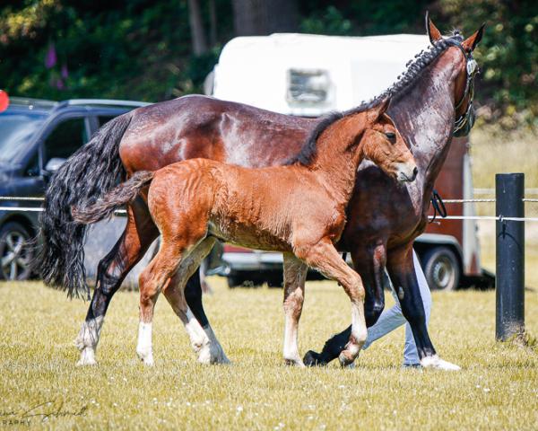 Cavallo Hengst von Valenzio / Celtis (Sassone-Turingio da sella pesante, 2024, di Valenzio FS) - Fohlenschau Seelitz 2024, Copyright Katharina Schmidt