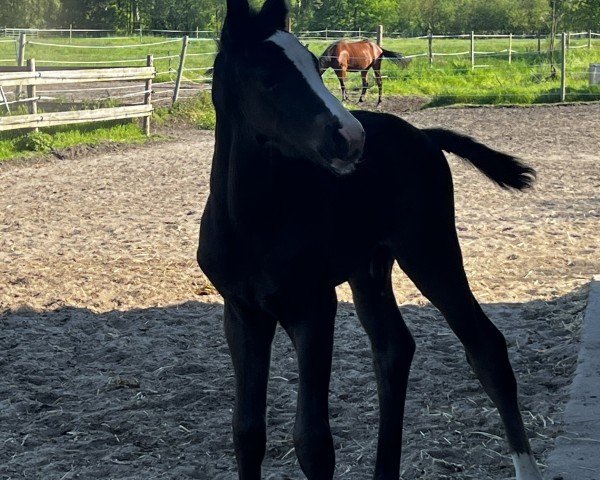 Pferd Skywalker (Hannoveraner, 2024, von Stolzenberg)