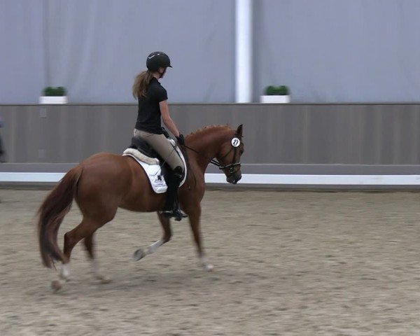 Westfälische Stutenleistungsprüfung Münster-Handorf 2024