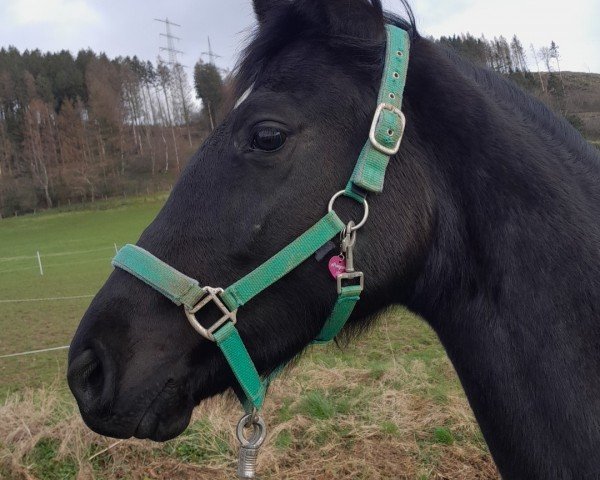 broodmare Highland's spark of Hope A (Westphalian, 2022, from Highland White)