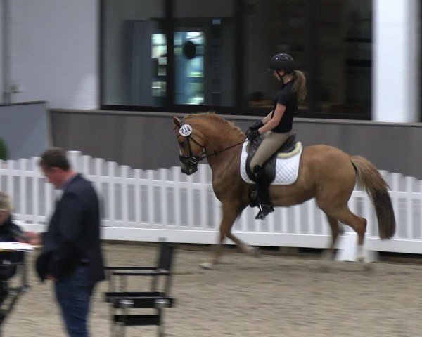 Westfälische Stutenleistungsprüfung Münster-Handorf 2024