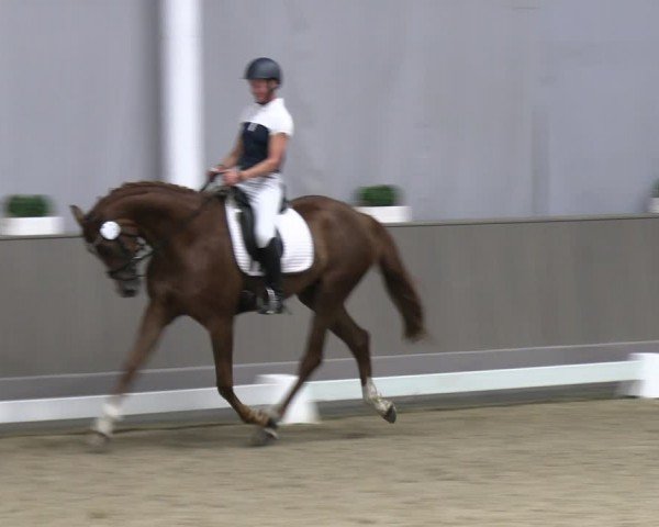 Westfälische Stutenleistungsprüfung Münster-Handorf 2024