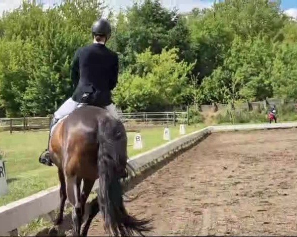 Reitturnier Phöben, Pappelhof 2024