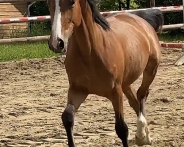horse Tangelina U (Westphalian, 2022, from Tangelo van de Zuuthoeve)