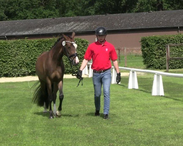 Westfälische Stutenleistungsprüfung Münster-Handorf 2024