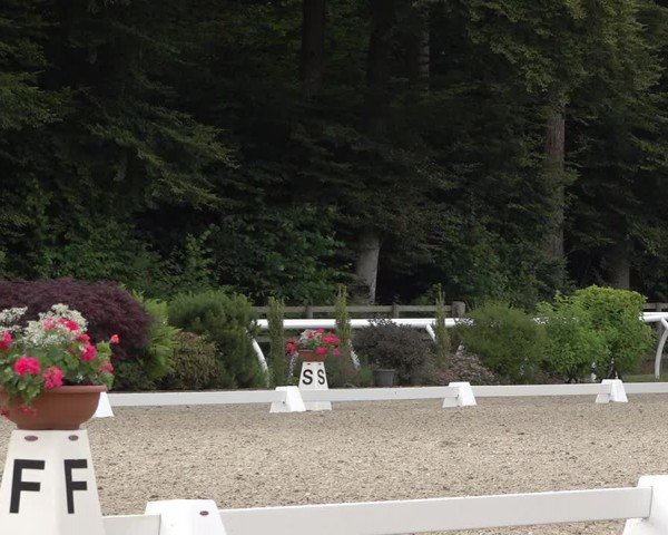 Reitturnier Grüningen 2024