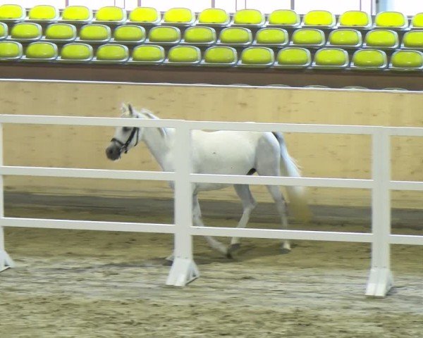 Stutenleistungsprüfung Marbach 2024