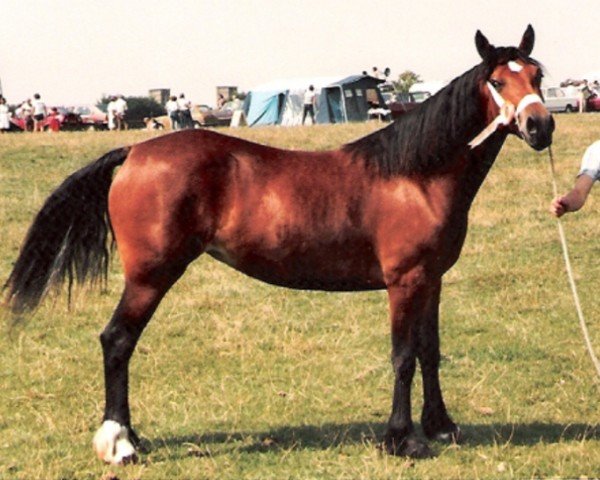 broodmare Trevallion Nanette (Welsh-Cob (Sek. D), 1982, from Derwen Telynor)