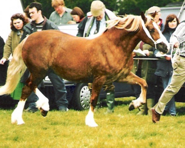 horse Abercippyn Brenhines (Welsh-Cob (Sek. D), 1996, from Derwen Telynor)