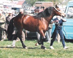 broodmare Cascob Shani Goch (Welsh-Cob (Sek. D), 1986, from Nebo Dafydd)