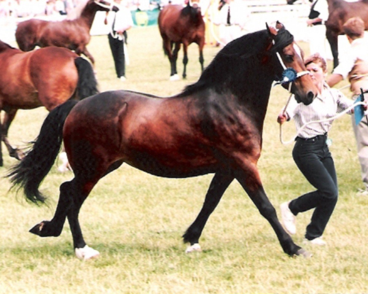 broodmare Cascob Matilda (Welsh-Cob (Sek. D), 1992, from Glanvyrnwy Pedro)