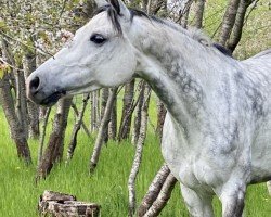 jumper Levinja 15 (German Sport Horse, 2012, from Levisonn 208 FIN)