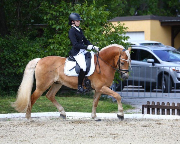 dressage horse Nikitamo MH (Haflinger, 2013, from Niklas) dressage horse Nikitamo MH (Haflinger, 2013, from Niklas)