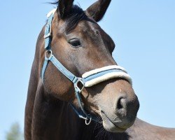 horse Supergirl (Oldenburg, 2018, from Don Martillo)