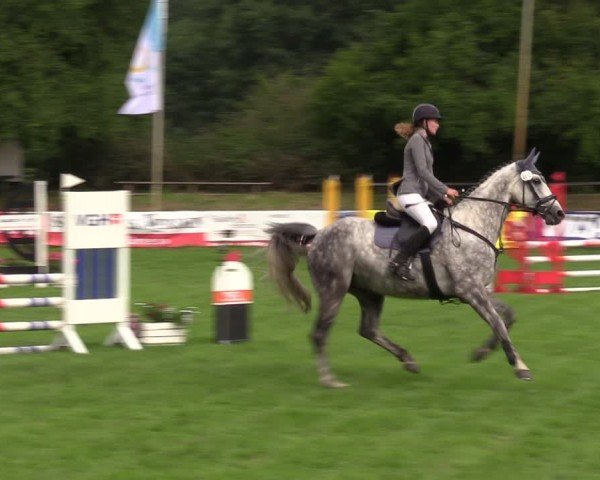 Reitturnier Nienburg 2024