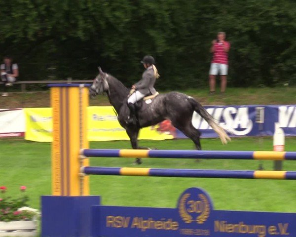 Reitturnier Nienburg 2024